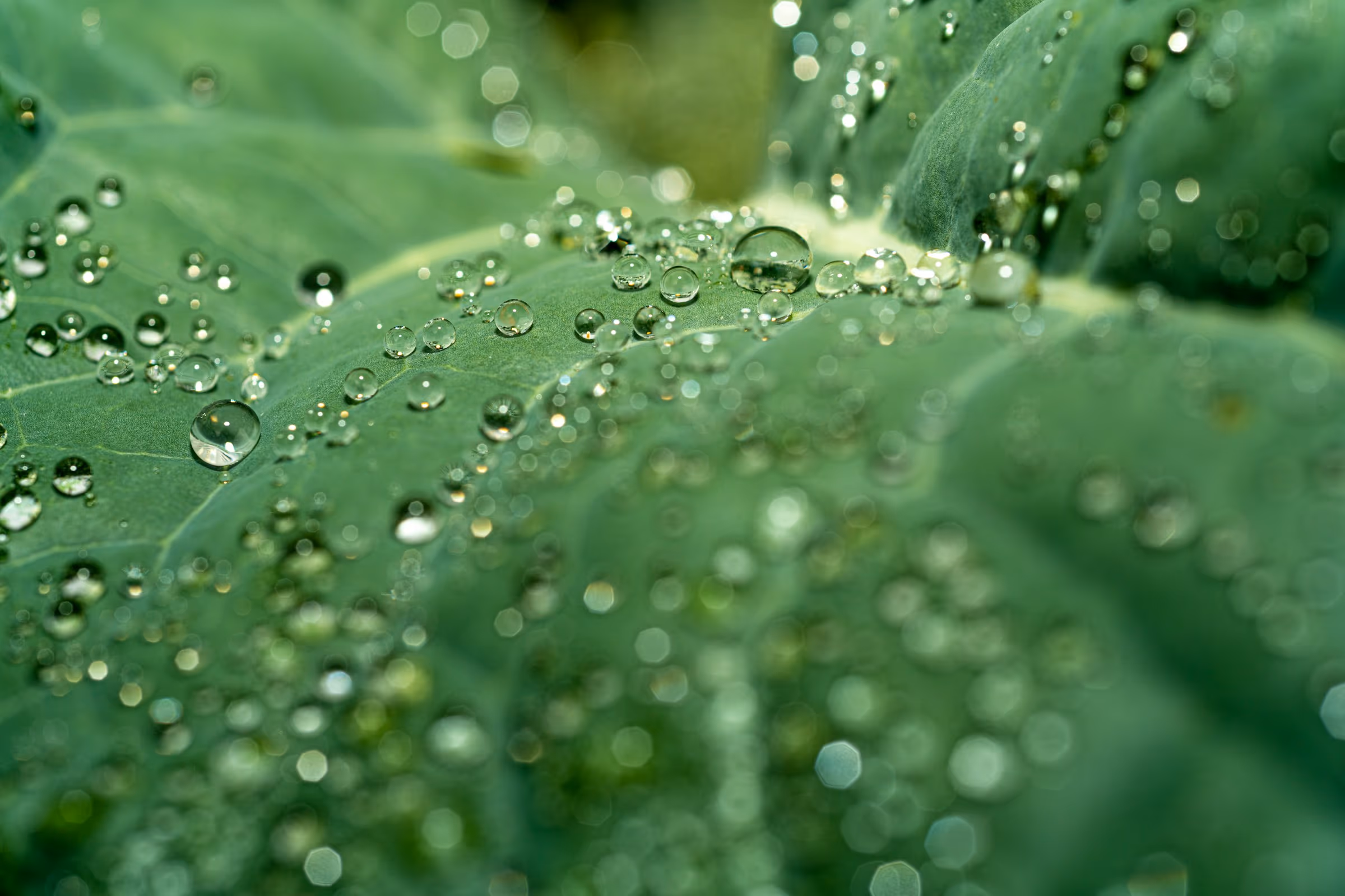 Druppels op een groen blad, macro-opname